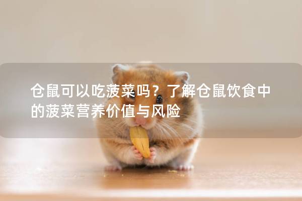 仓鼠可以吃菠菜吗？了解仓鼠饮食中的菠菜营养价值与风险
