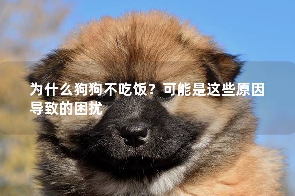 为什么狗狗不吃饭？可能是这些原因导致的困扰