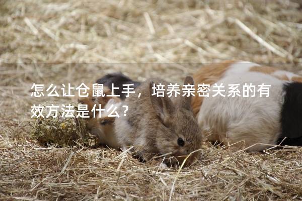 怎么让仓鼠上手，培养亲密关系的有效方法是什么？