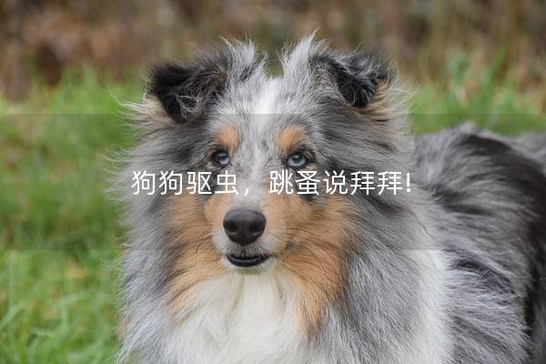 狗狗驱虫，跳蚤说拜拜!