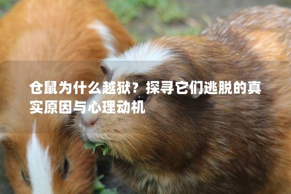 仓鼠为什么越狱？探寻它们逃脱的真实原因与心理动机