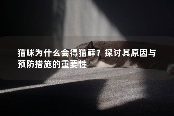 猫咪为什么会得猫藓？探讨其原因与预防措施的重要性