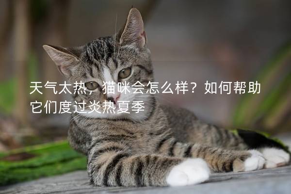 天气太热,猫咪会怎么样?如何帮助它们度过炎热夏季 天气太热,猫咪会怎么样?如何帮助它们度过炎热夏季