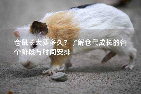仓鼠长大要多久?了解仓鼠成长的各个阶段与时间安排 仓鼠长大要多久?了解仓鼠成长的各个阶段与时间安排
