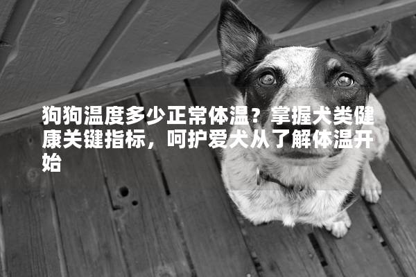 狗狗温度多少正常体温?掌握犬类健康关键指标,呵护爱犬从了解体温开始 狗狗温度多少正常体温?掌握犬类健康关键指标,呵护爱犬从了解体温开始