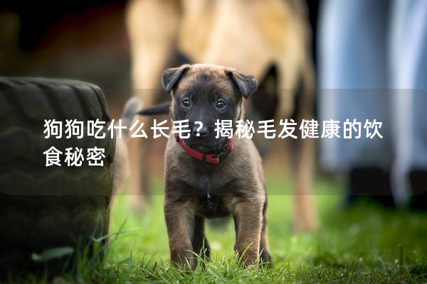 狗狗吃什么长毛？揭秘毛发健康的饮食秘密