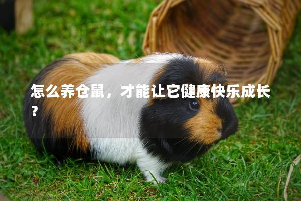 怎么养仓鼠，才能让它健康快乐成长？