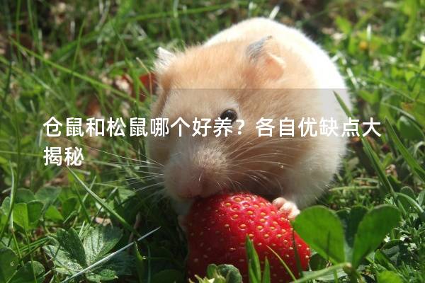 仓鼠和松鼠哪个好养?各自优缺点大揭秘 仓鼠和松鼠哪个好养?各自优缺点大揭秘