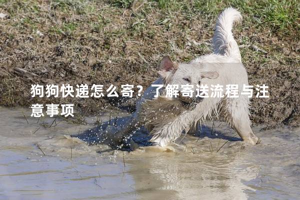 狗狗快递怎么寄？了解寄送流程与注意事项