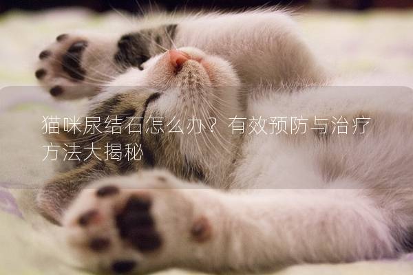猫咪尿结石怎么办?有效预防与治疗方法大揭秘 猫咪尿结石怎么办?有效预防与治疗方法大揭秘