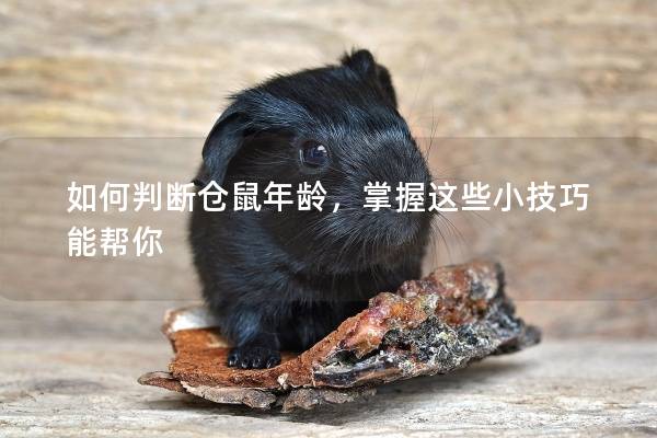 如何判断仓鼠年龄，掌握这些小技巧能帮你