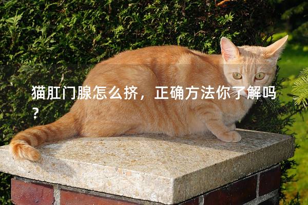 猫肛门腺怎么挤，正确方法你了解吗？