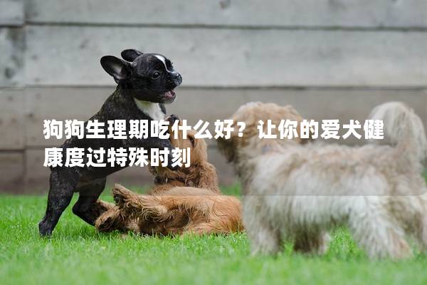 狗狗生理期吃什么好？让你的爱犬健康度过特殊时刻