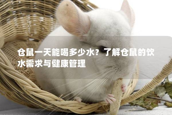 仓鼠一天能喝多少水？了解仓鼠的饮水需求与健康管理