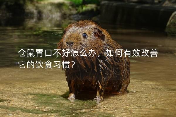 仓鼠胃口不好怎么办，如何有效改善它的饮食习惯？