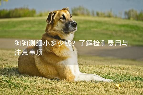 狗狗测细小多少钱？了解检测费用与注意事项