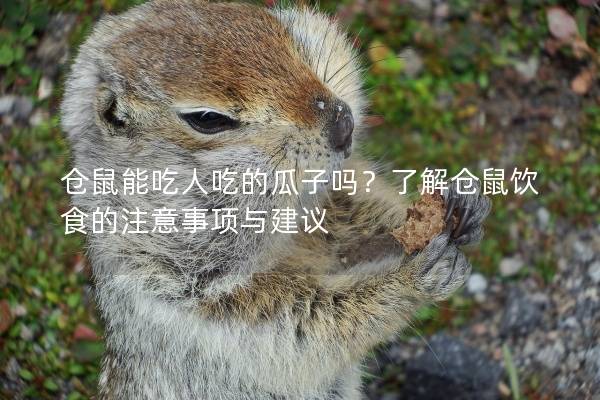 仓鼠能吃人吃的瓜子吗？了解仓鼠饮食的注意事项与建议