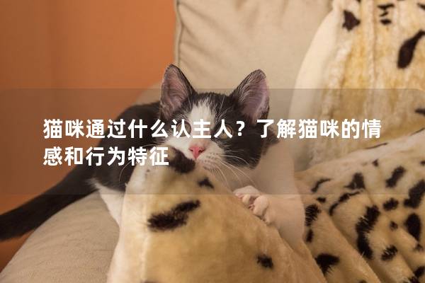 猫咪通过什么认主人？了解猫咪的情感和行为特征