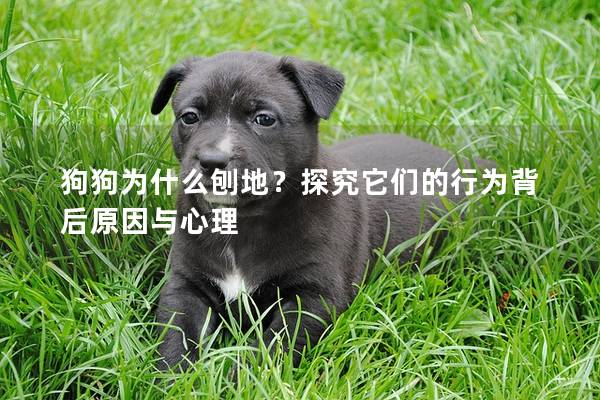 狗狗为什么刨地？探究它们的行为背后原因与心理
