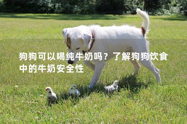 狗狗可以喝纯牛奶吗?了解狗狗饮食中的牛奶安全性 狗狗可以喝纯牛奶吗?了解狗狗饮食中的牛奶安全性