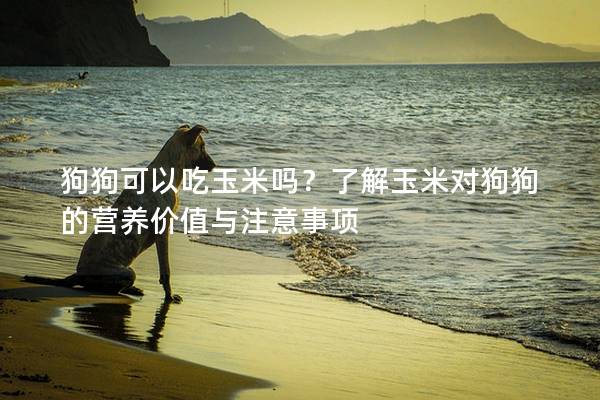 狗狗可以吃玉米吗?了解玉米对狗狗的营养价值与注意事项 狗狗可以吃玉米吗?了解玉米对狗狗的营养价值与注意事项