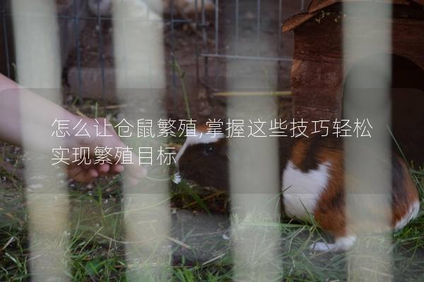 怎么让仓鼠繁殖,掌握这些技巧轻松实现繁殖目标