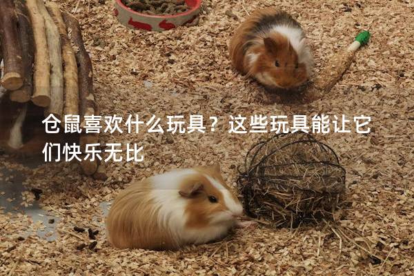 仓鼠喜欢什么玩具？这些玩具能让它们快乐无比