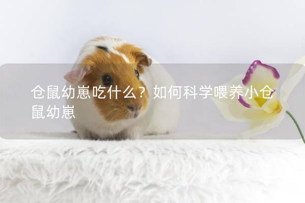 仓鼠幼崽吃什么?如何科学喂养小仓鼠幼崽 仓鼠幼崽吃什么?如何科学喂养小仓鼠幼崽