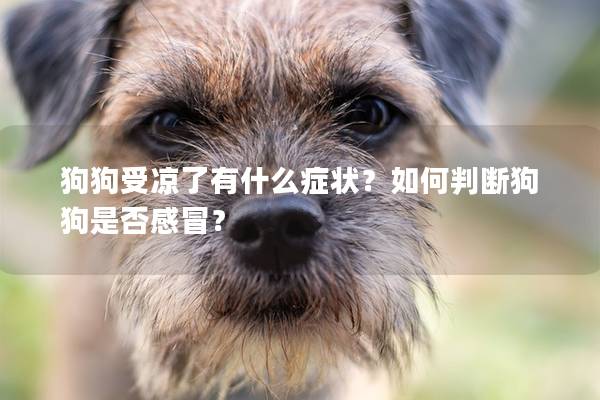 狗狗受凉了有什么症状？如何判断狗狗是否感冒？