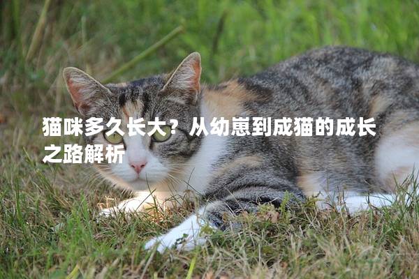 猫咪多久长大？从幼崽到成猫的成长之路解析