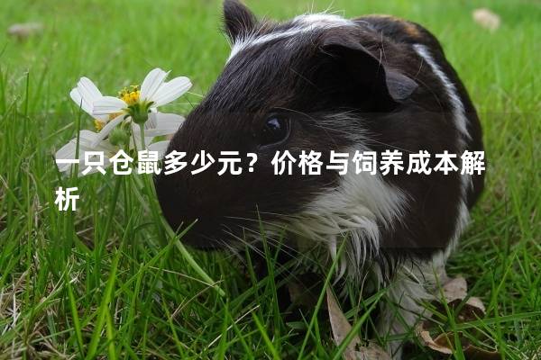 一只仓鼠多少元？价格与饲养成本解析