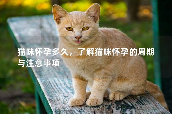 猫咪怀孕多久，了解猫咪怀孕的周期与注意事项