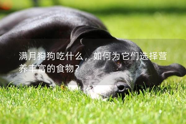 满月狗狗吃什么，如何为它们选择营养丰富的食物？