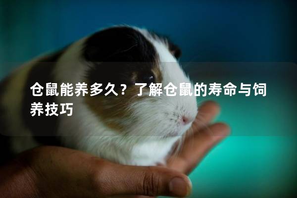 仓鼠能养多久？了解仓鼠的寿命与饲养技巧