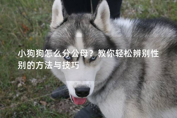 小狗狗怎么分公母？教你轻松辨别性别的方法与技巧
