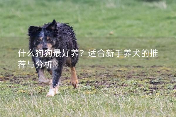 什么狗狗最好养?适合新手养犬的推荐与分析 什么狗狗最好养?适合新手养犬的推荐与分析