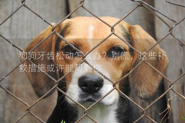 狗狗牙齿松动怎么办？别慌，这些补救措施或许能帮到你