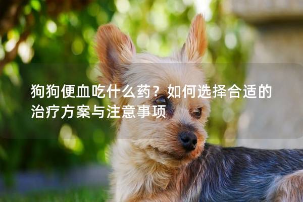 狗狗便血吃什么药？如何选择合适的治疗方案与注意事项