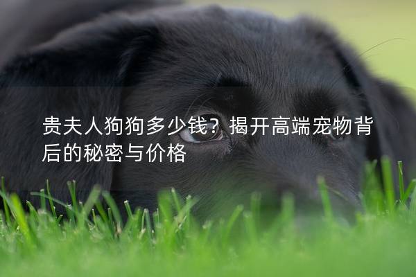 贵夫人狗狗多少钱?揭开高端宠物背后的秘密与价格 贵夫人狗狗多少钱?揭开高端宠物背后的秘密与价格