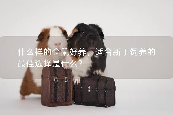 什么样的仓鼠好养，适合新手饲养的最佳选择是什么？