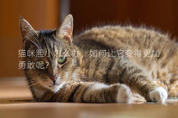 猫咪胆小怎么办，如何让它变得更加勇敢呢？