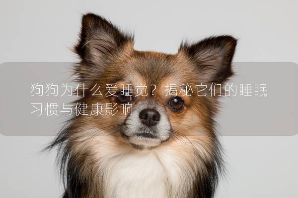 狗狗为什么爱睡觉？揭秘它们的睡眠习惯与健康影响