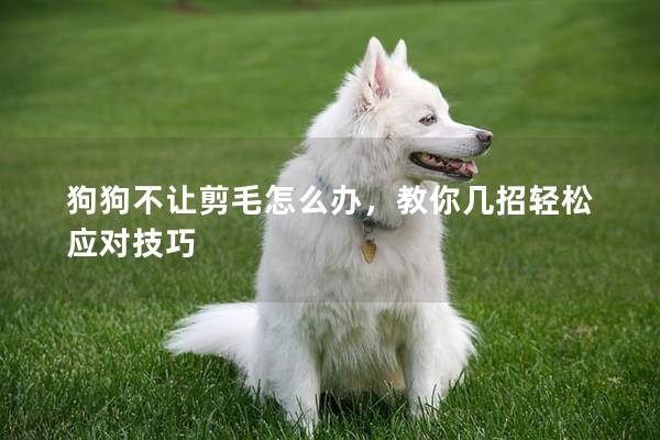 狗狗不让剪毛怎么办，教你几招轻松应对技巧