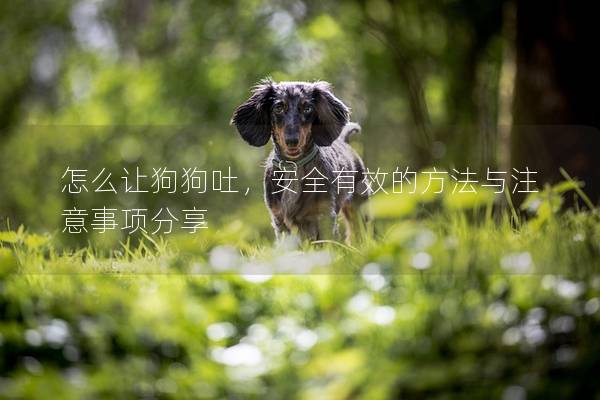 怎么让狗狗吐，安全有效的方法与注意事项分享