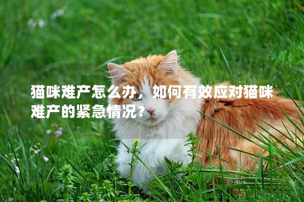 猫咪难产怎么办，如何有效应对猫咪难产的紧急情况？