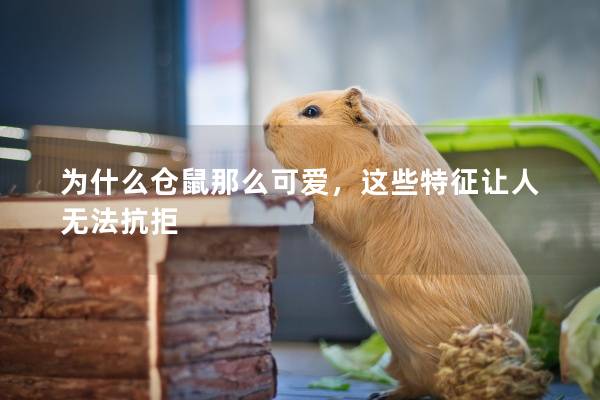 为什么仓鼠那么可爱，这些特征让人无法抗拒