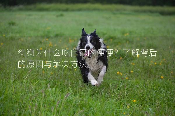 狗狗为什么吃自己的便便？了解背后的原因与解决方法