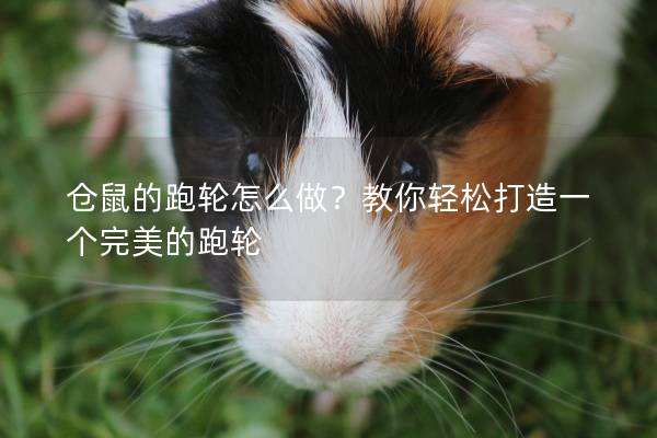 仓鼠的跑轮怎么做？教你轻松打造一个完美的跑轮