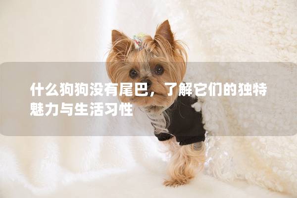 什么狗狗没有尾巴，了解它们的独特魅力与生活习性