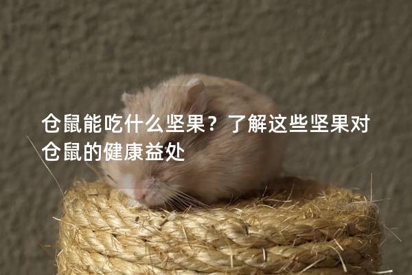 仓鼠能吃什么坚果？了解这些坚果对仓鼠的健康益处